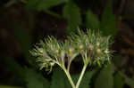 Eastern waterleaf